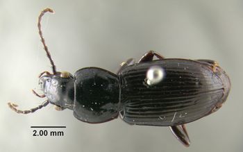 Media type: image;   Entomology 304829 Aspect: habitus dorsal view